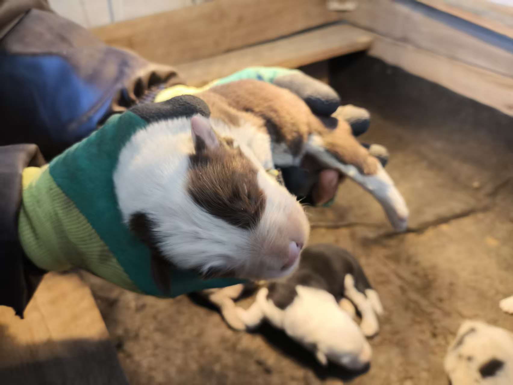 陨石色4只，咖啡色2只，黑白1只（特价），预定立减300